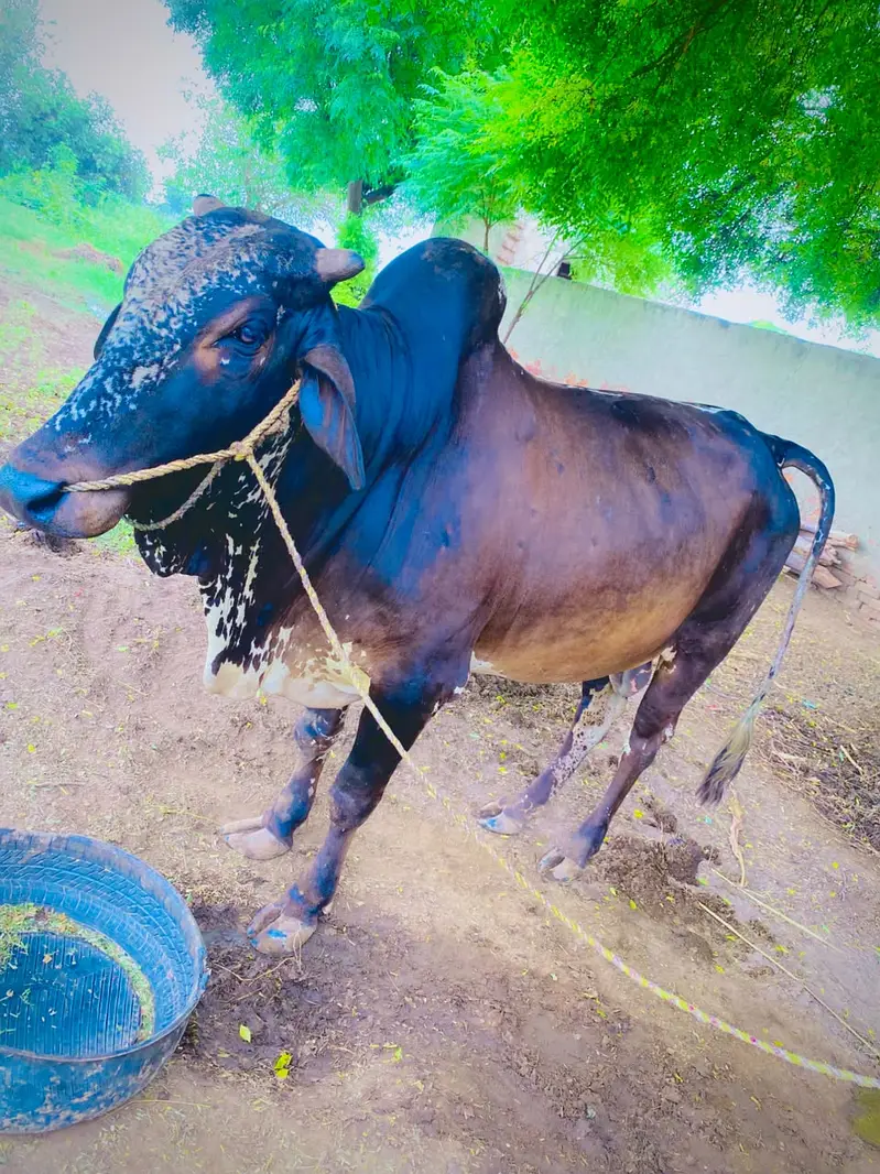 Bull for sale  6dant maa — photo 4