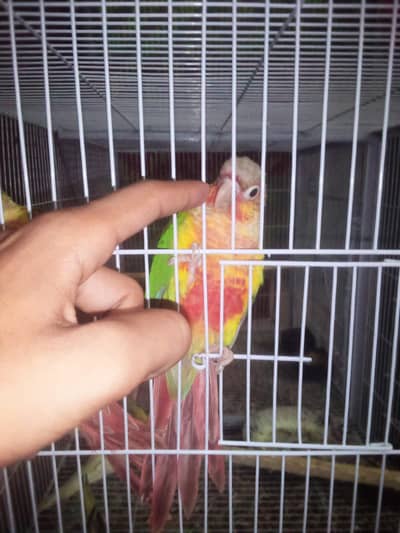 semi tamed conure pineapple