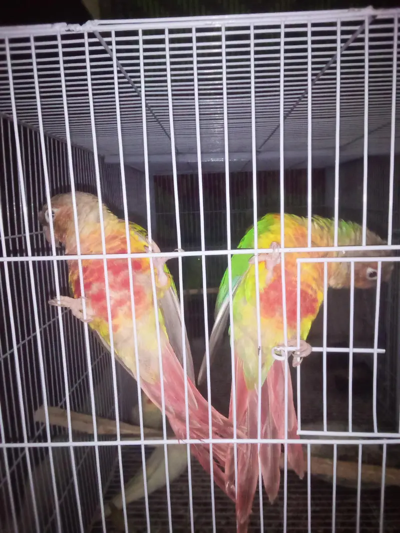 semi tamed conure pineapple — photo 2