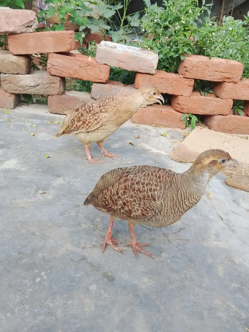 breader pair 4 sale 3482647253 WA — photo 2