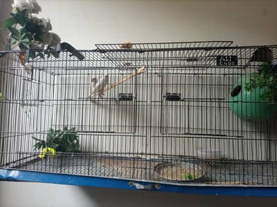 lovebirds full size for sale