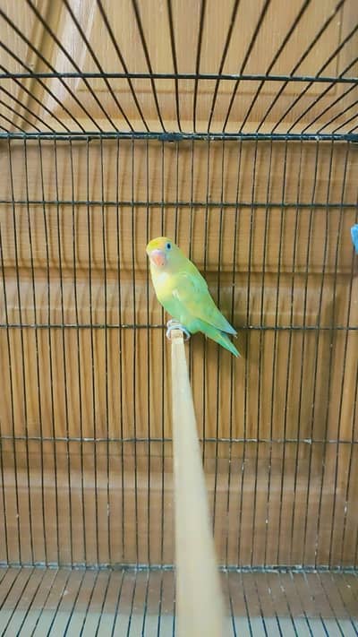 love birds