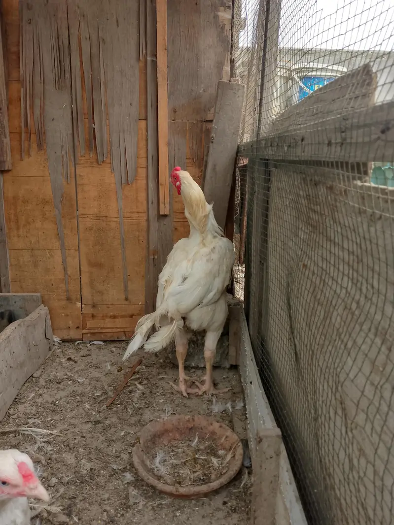hira murga murgi murgi Andy dy rahi he — photo 5