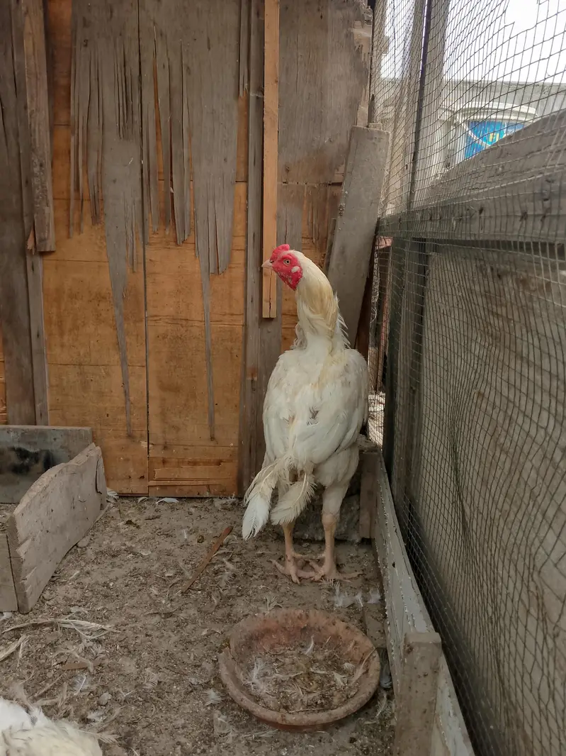 hira murga murgi murgi Andy dy rahi he — photo 6