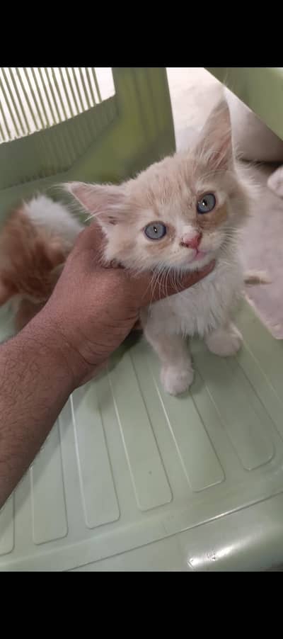 Kitten for sale