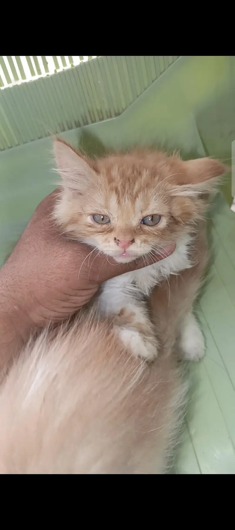 Kitten for sale — photo 2