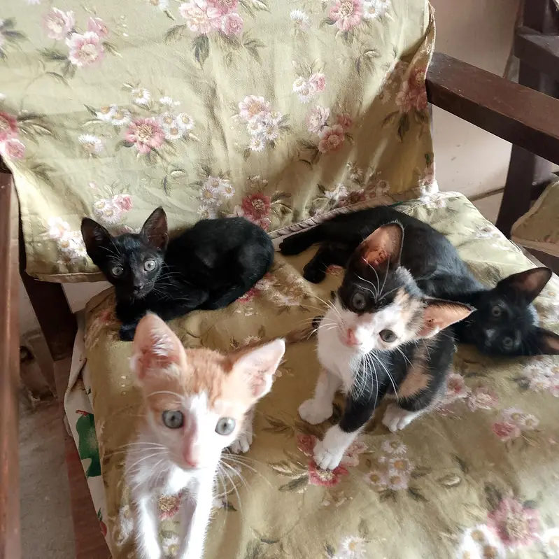 cat kitten 2 male and 2 female — photo 2