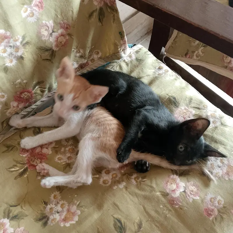 cat kitten 2 male and 2 female — photo 5