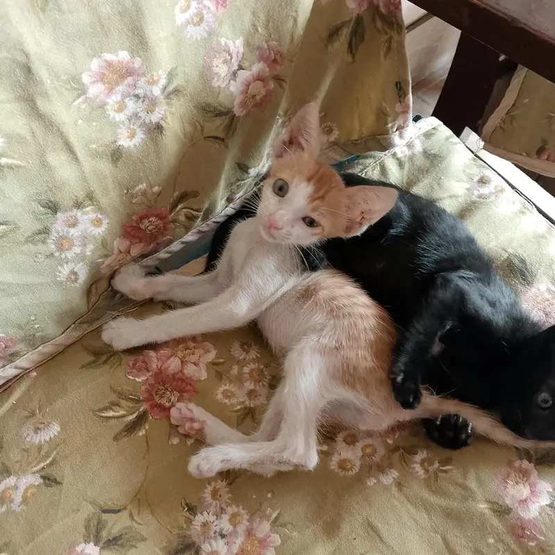 cat kitten 2 male and 2 female — photo 6