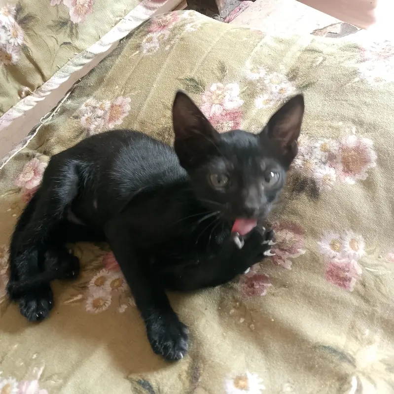 cat kitten 2 male and 2 female — photo 9