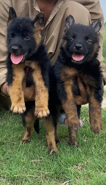 German shepherd long cout pair 2 mahnt for sale active and healthy