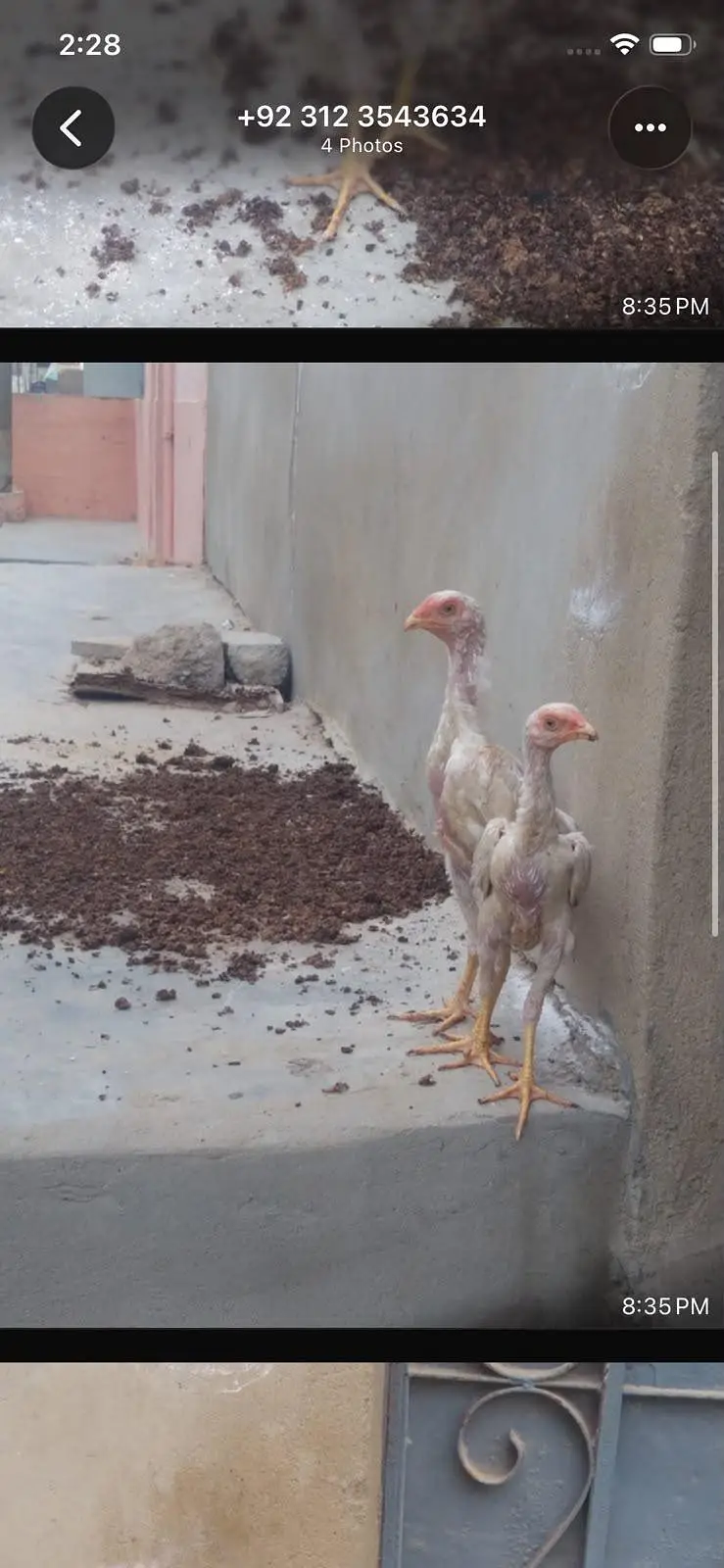 shamo female fo sell chicks bhi available hai black color me bhi ahi — photo 2