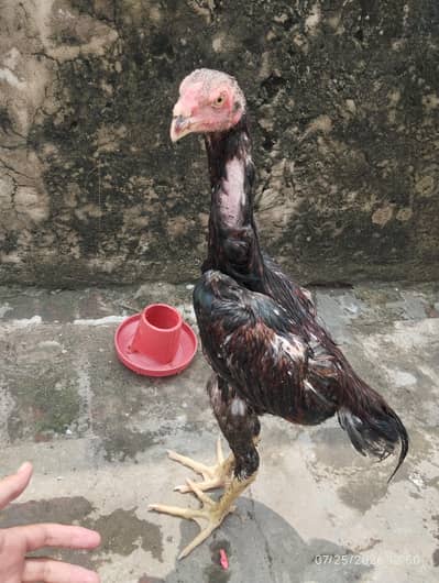 shamo home grown patha