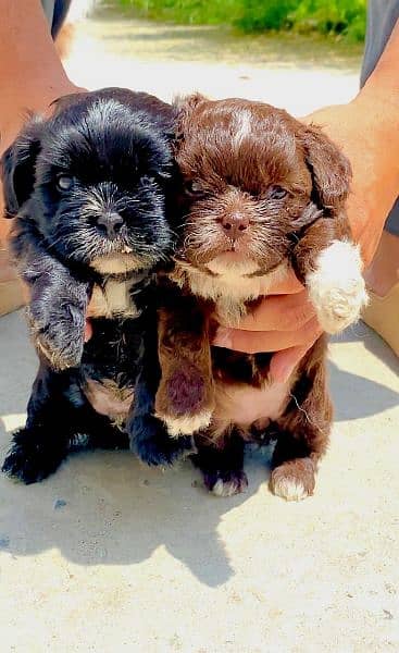 shetzu papy pair available for sale active and healthy