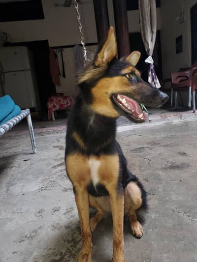 German sheford dog