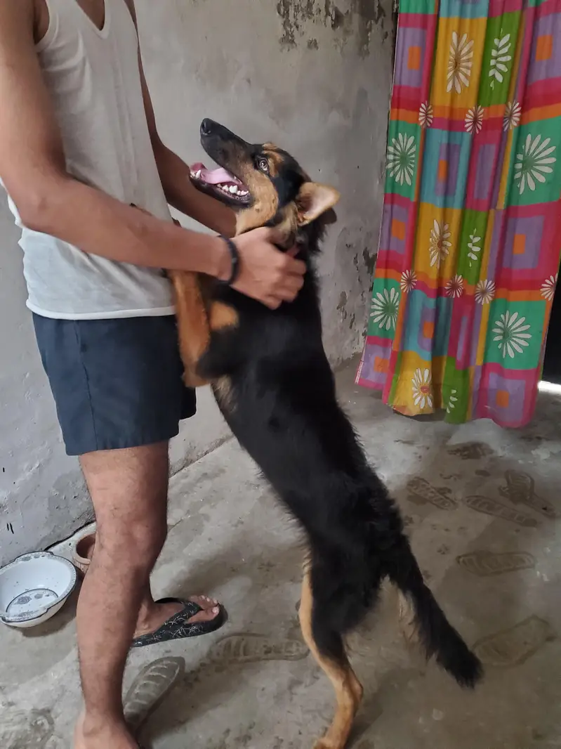 German sheford dog — photo 2