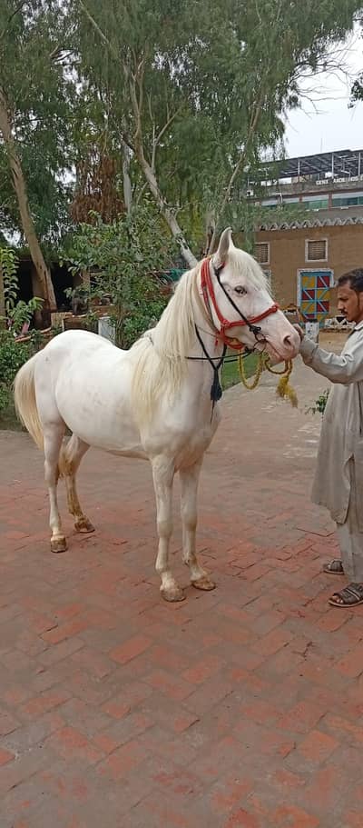 Hours Male | Male Horse For sale