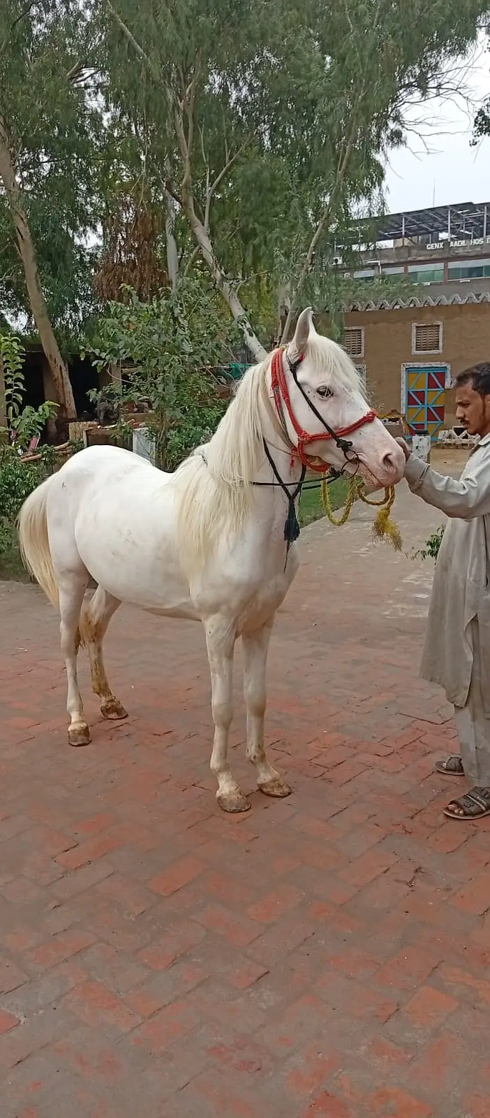 Hours Male | Male Horse For sale
