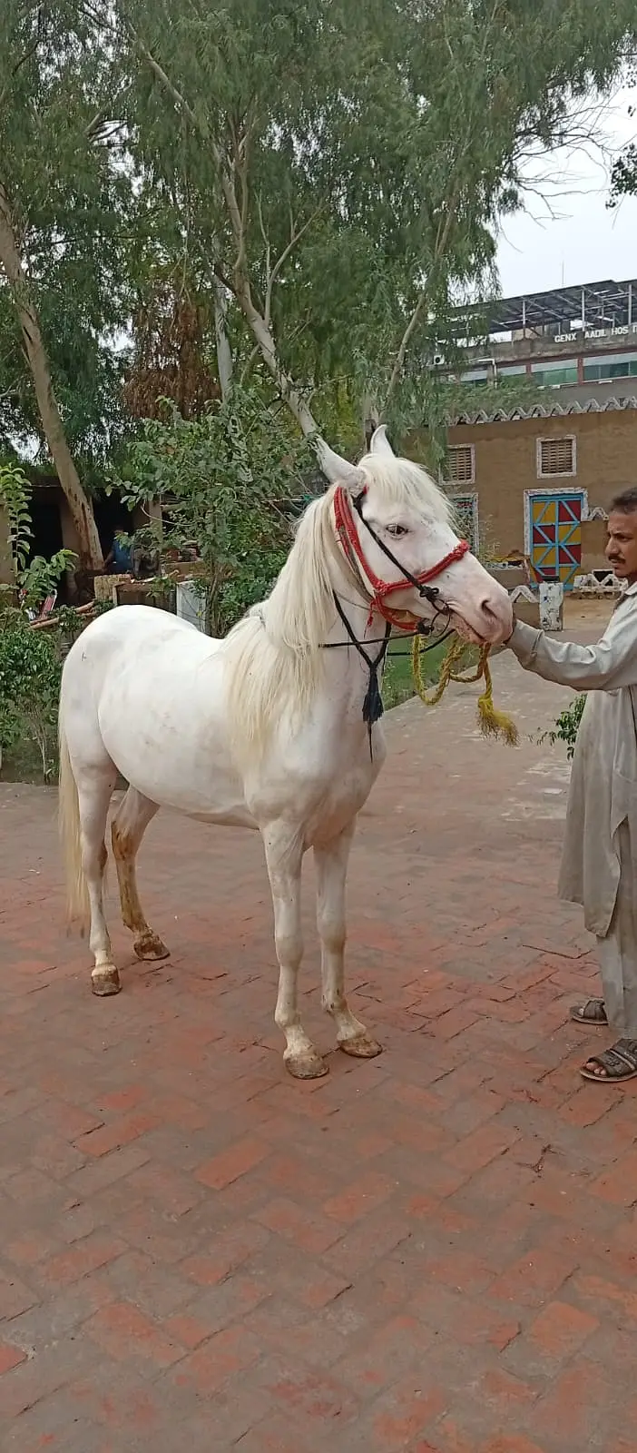 Hours Male | Male Horse For sale — photo 2