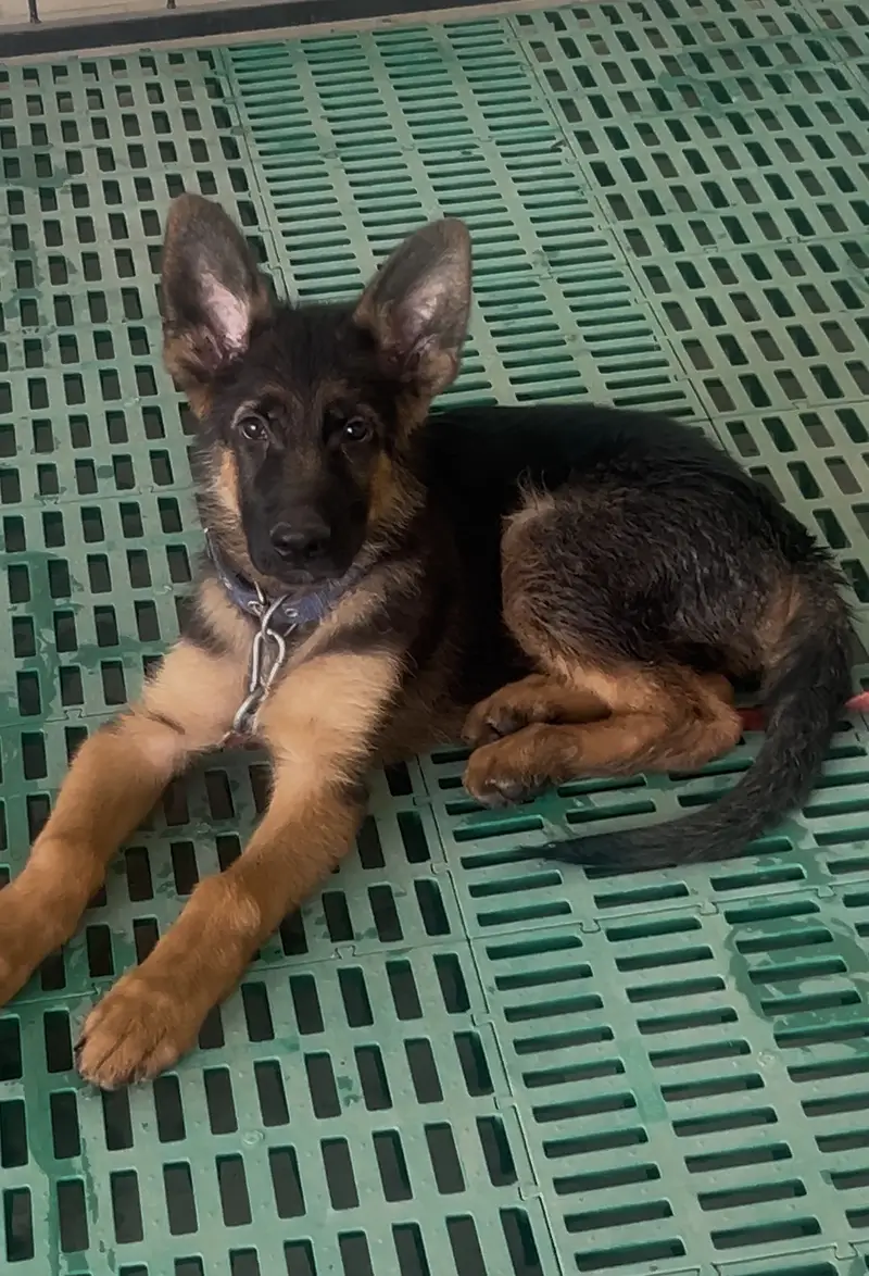 4 Month GSD Puppy — photo 2