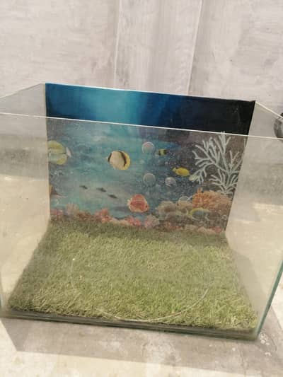 fishes aquirium