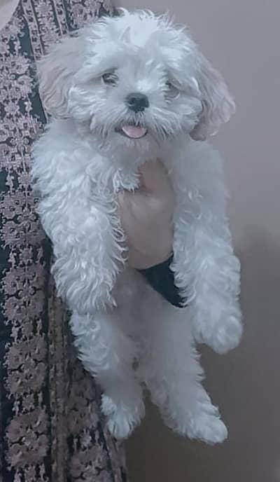 Sithzu puppy