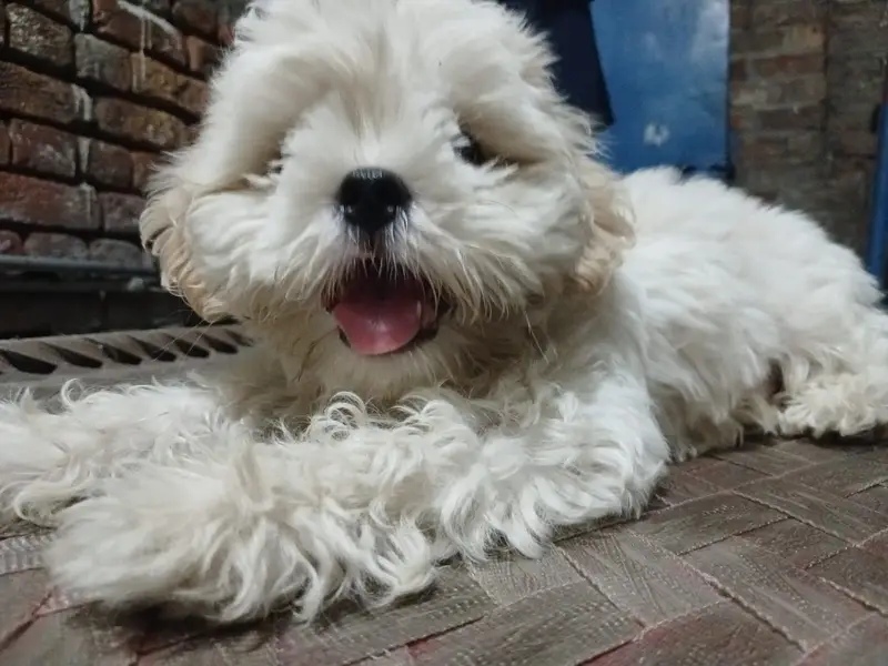 Sithzu puppy — photo 2