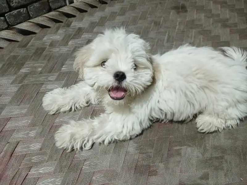 Sithzu puppy — photo 3