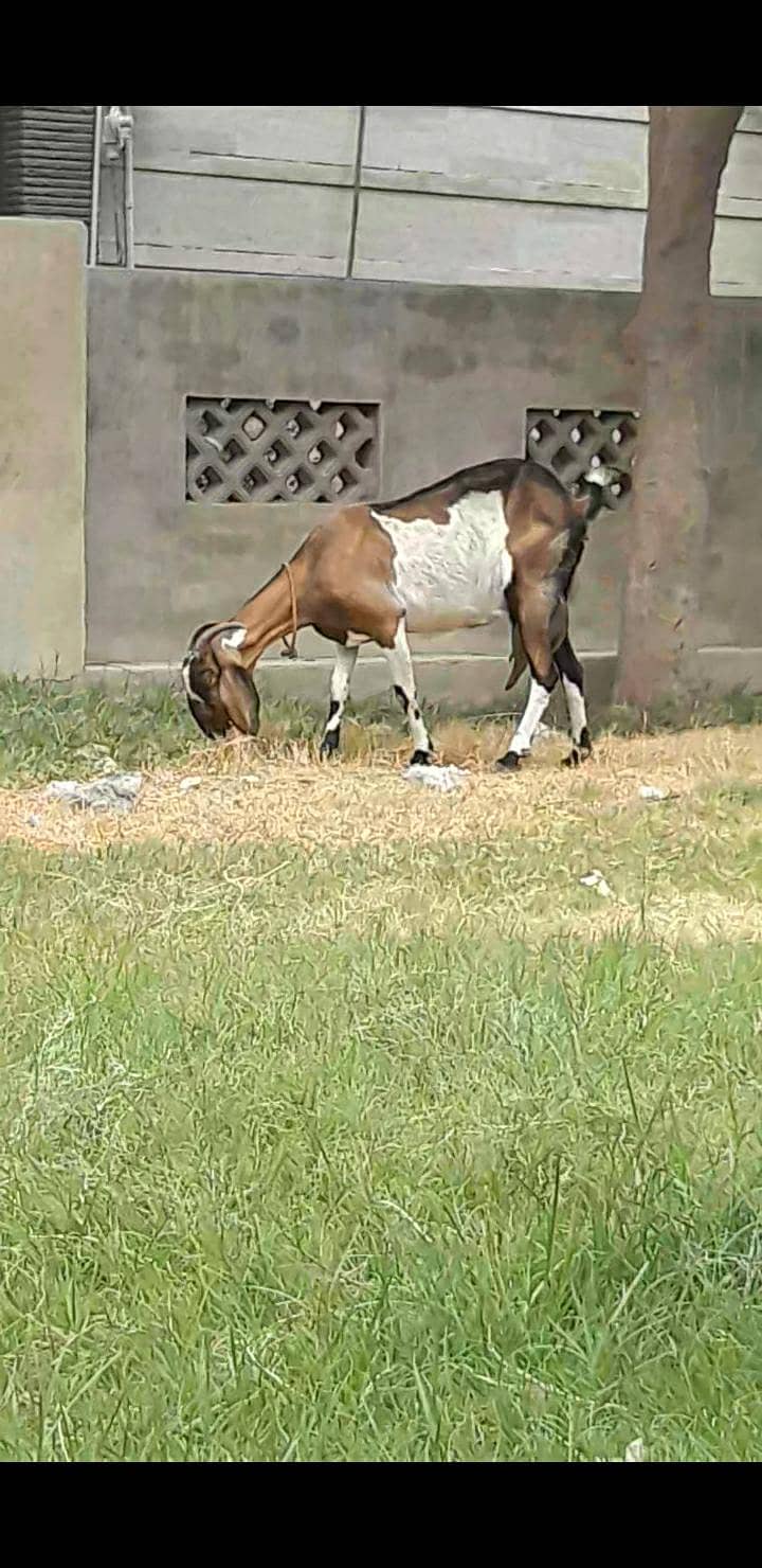 bakri 0