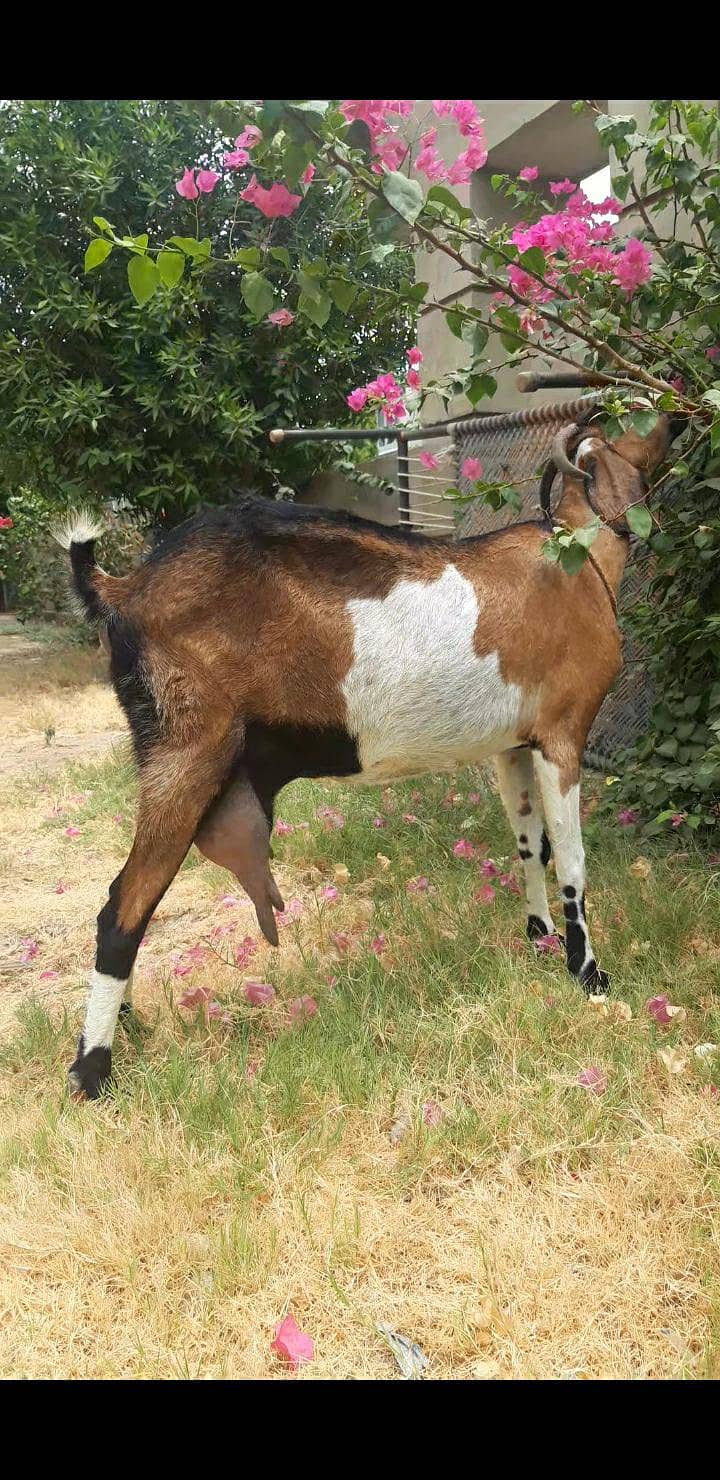 bakri 1