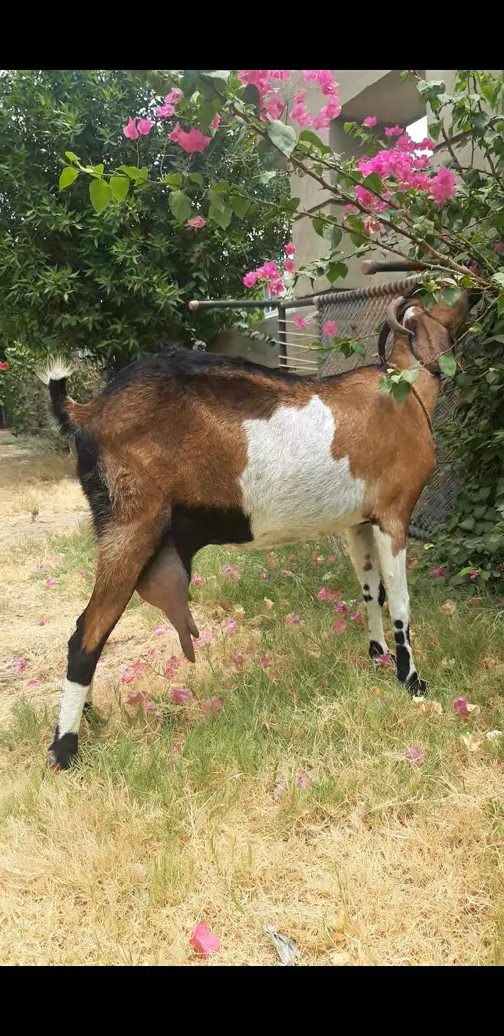 bakri — photo 2