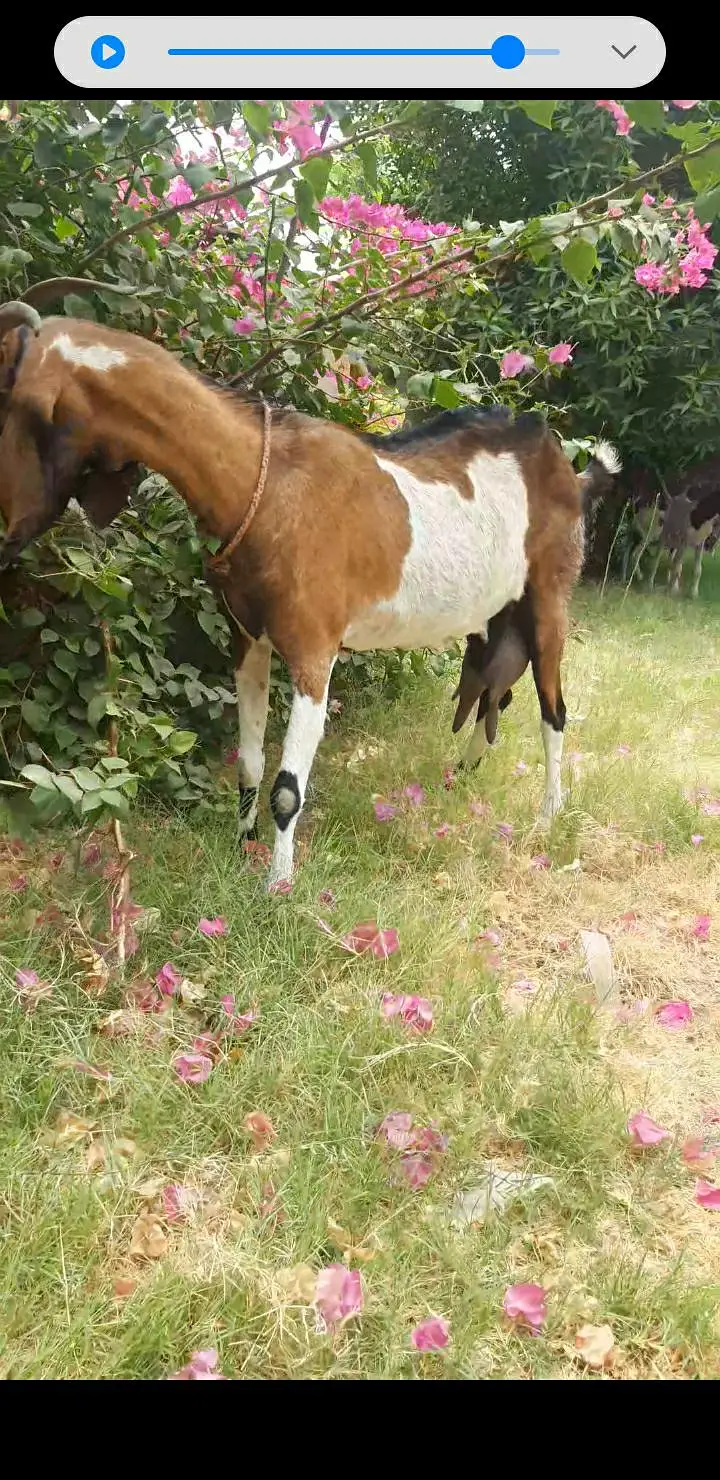 bakri — photo 3