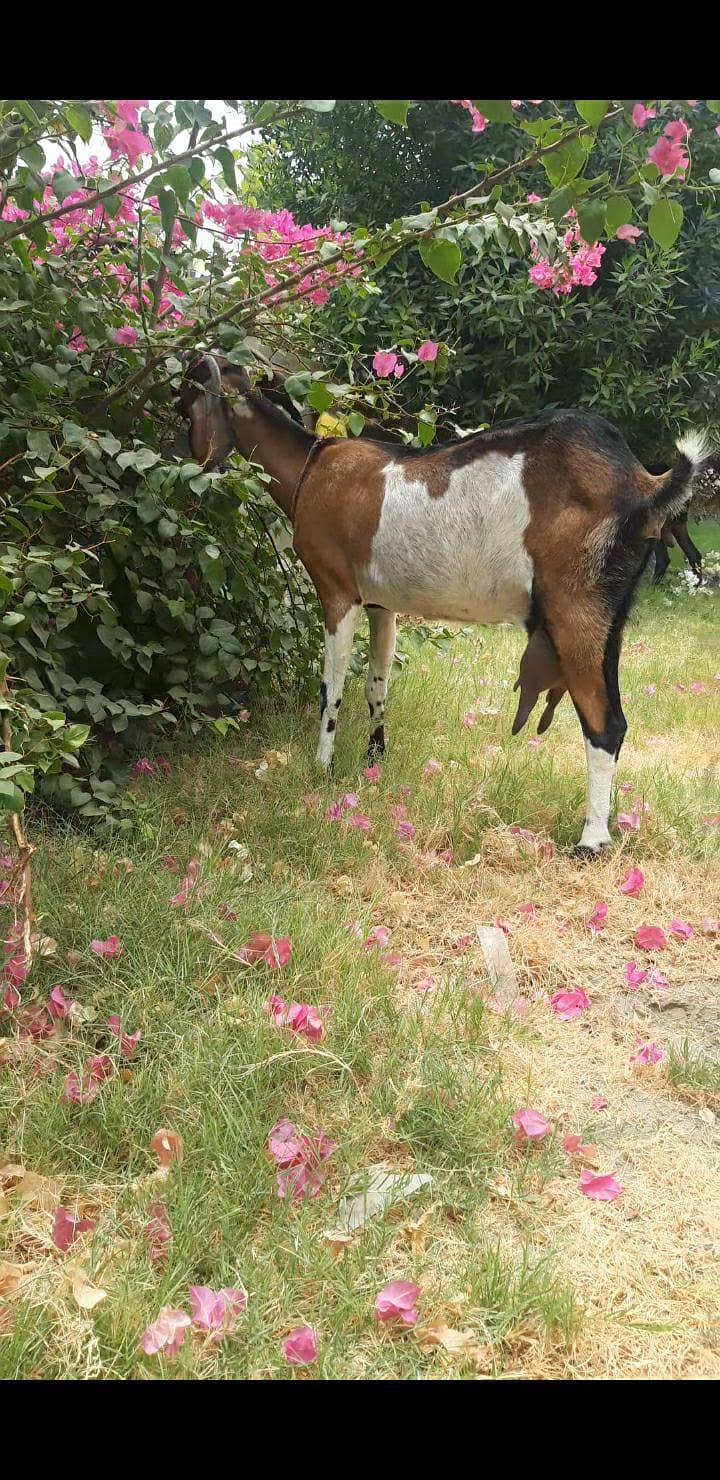 bakri 3