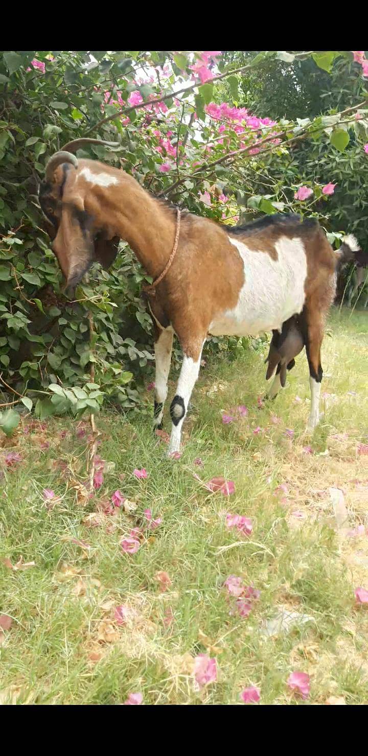 bakri 4