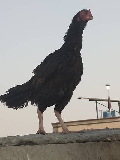 Aseel murghi