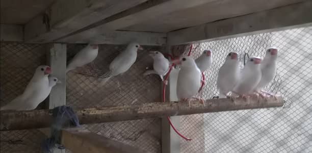 White Jawa (6-7 months)