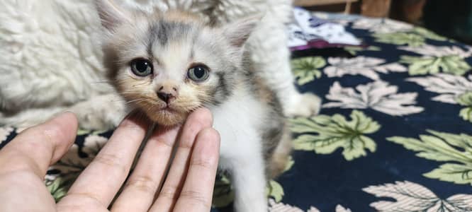 cute kittens