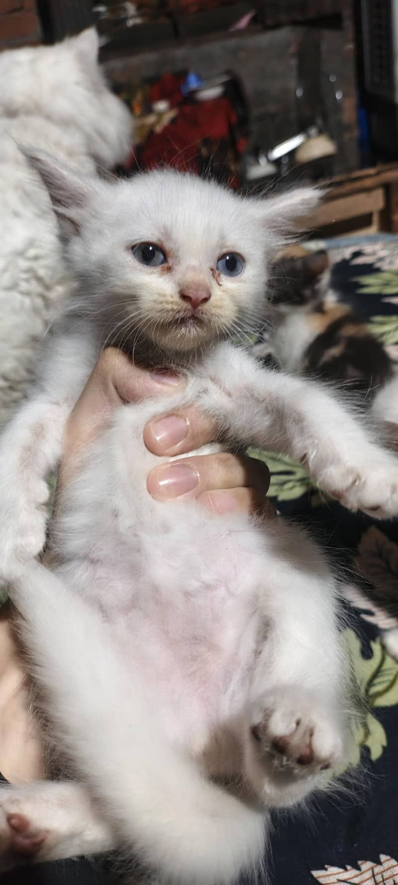 cute kittens 1
