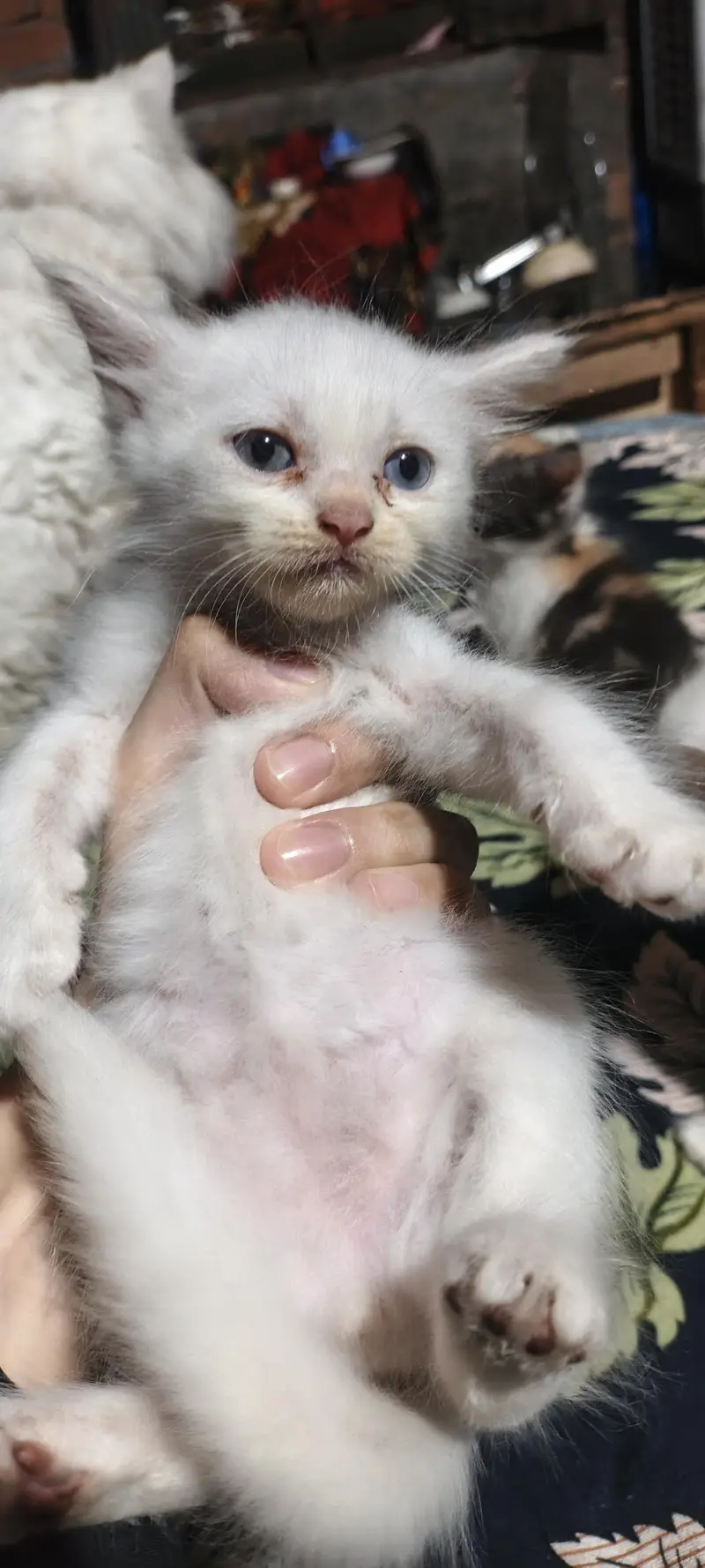 cute kittens — photo 2