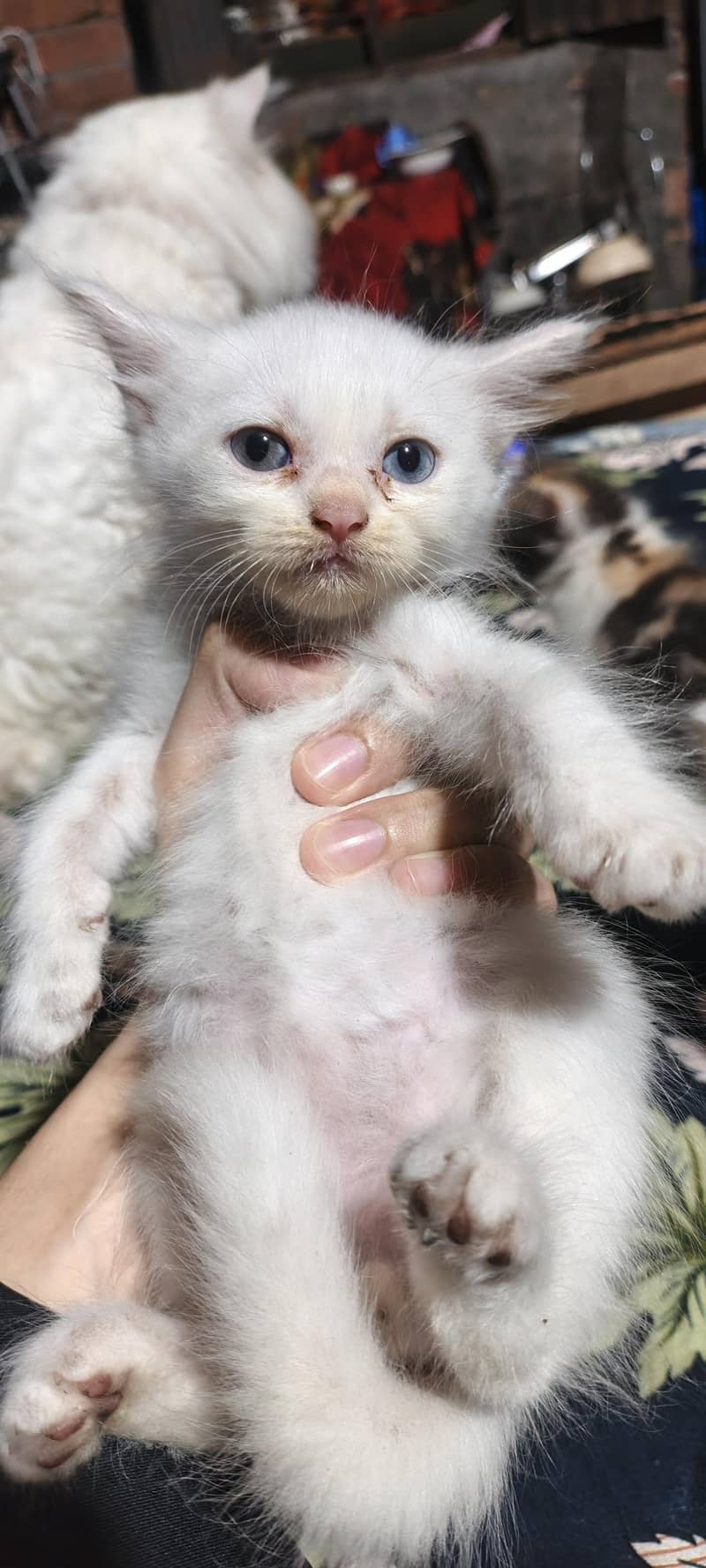 cute kittens 2