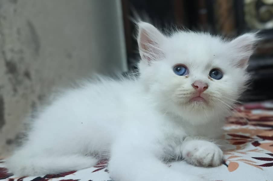 cute kittens 3
