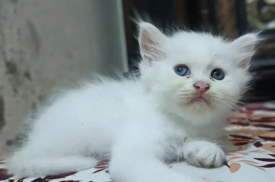 cute kittens — photo 4