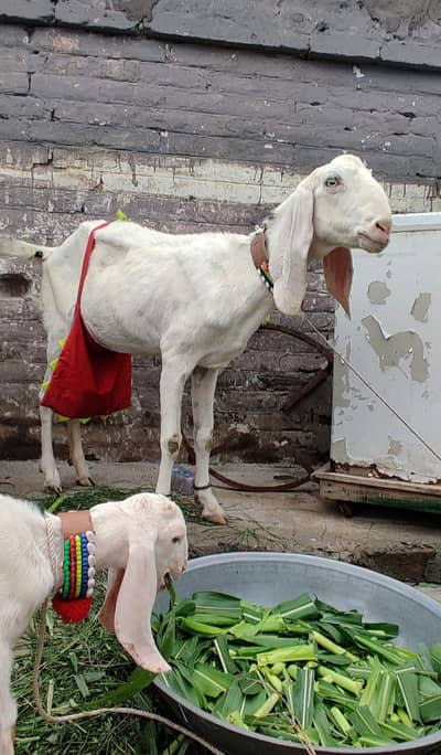 rajanpur bakri sat do mahine ke baccha bhi hai
