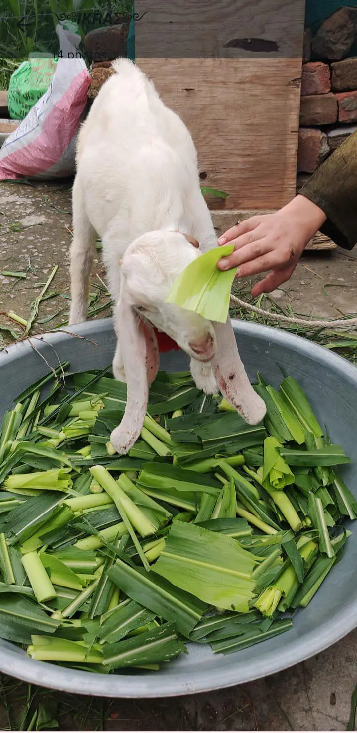rajanpur bakri sat do mahine ke baccha bhi hai — photo 2