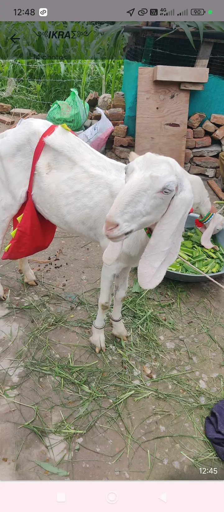 rajanpur bakri sat do mahine ke baccha bhi hai — photo 3