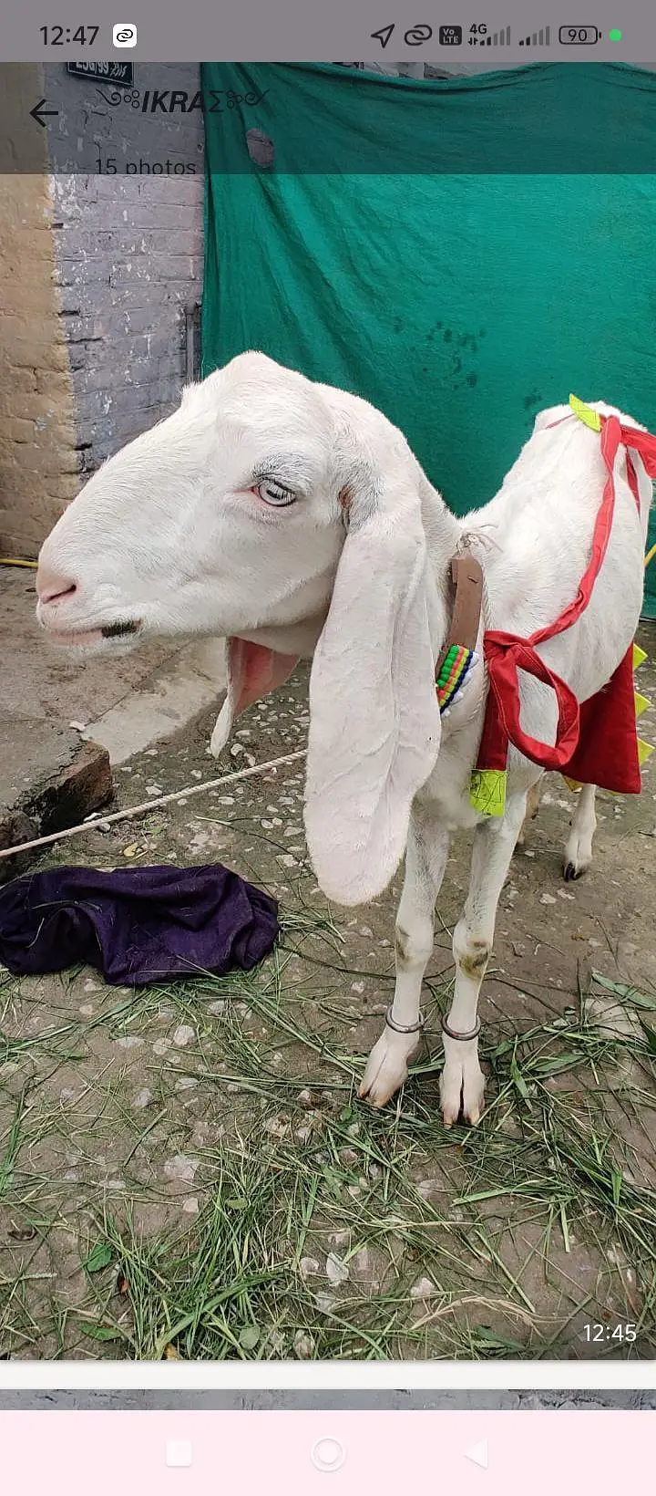rajanpur bakri sat do mahine ke baccha bhi hai — photo 4