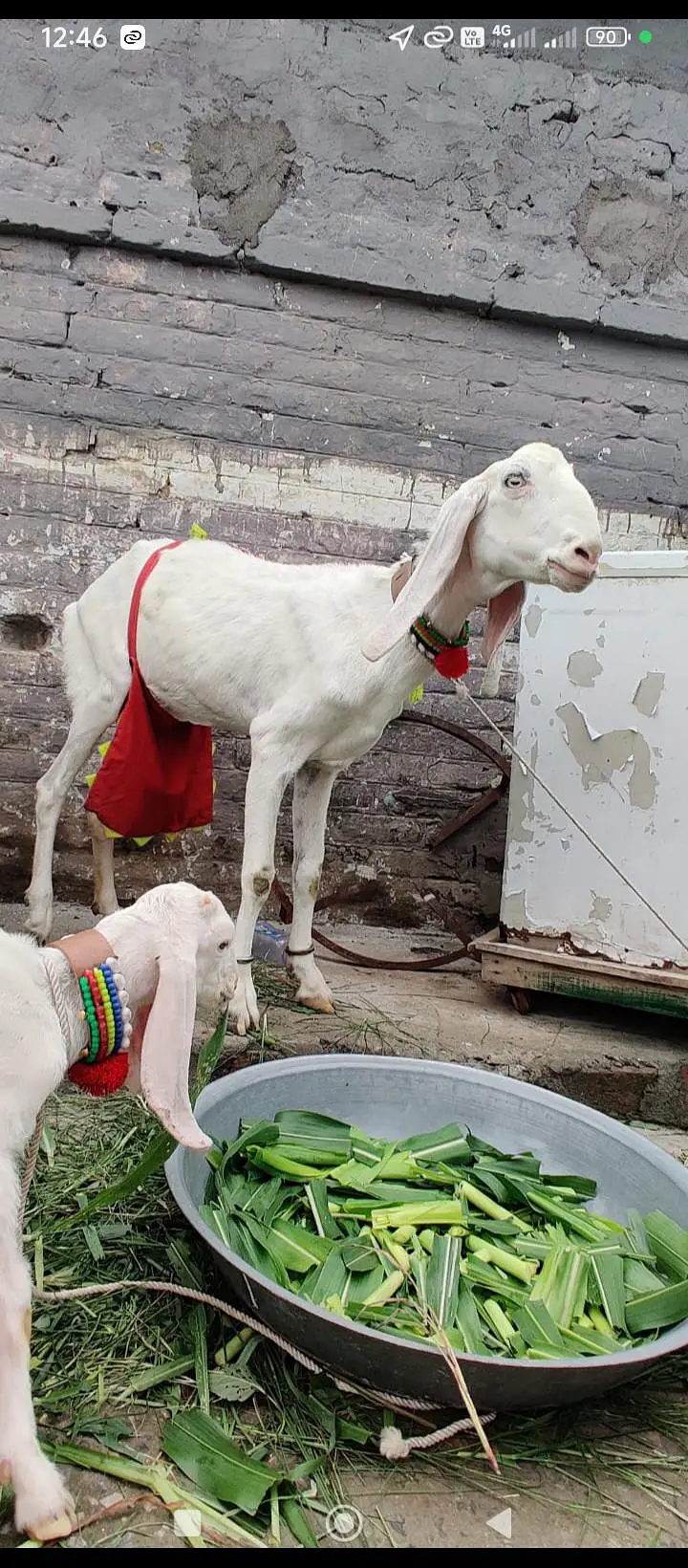 rajanpur bakri sat do mahine ke baccha bhi hai — photo 5