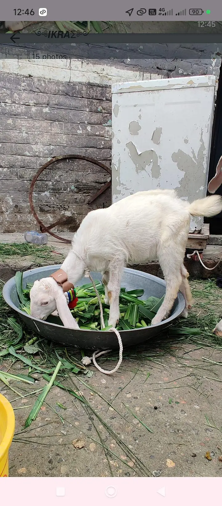 rajanpur bakri sat do mahine ke baccha bhi hai — photo 6