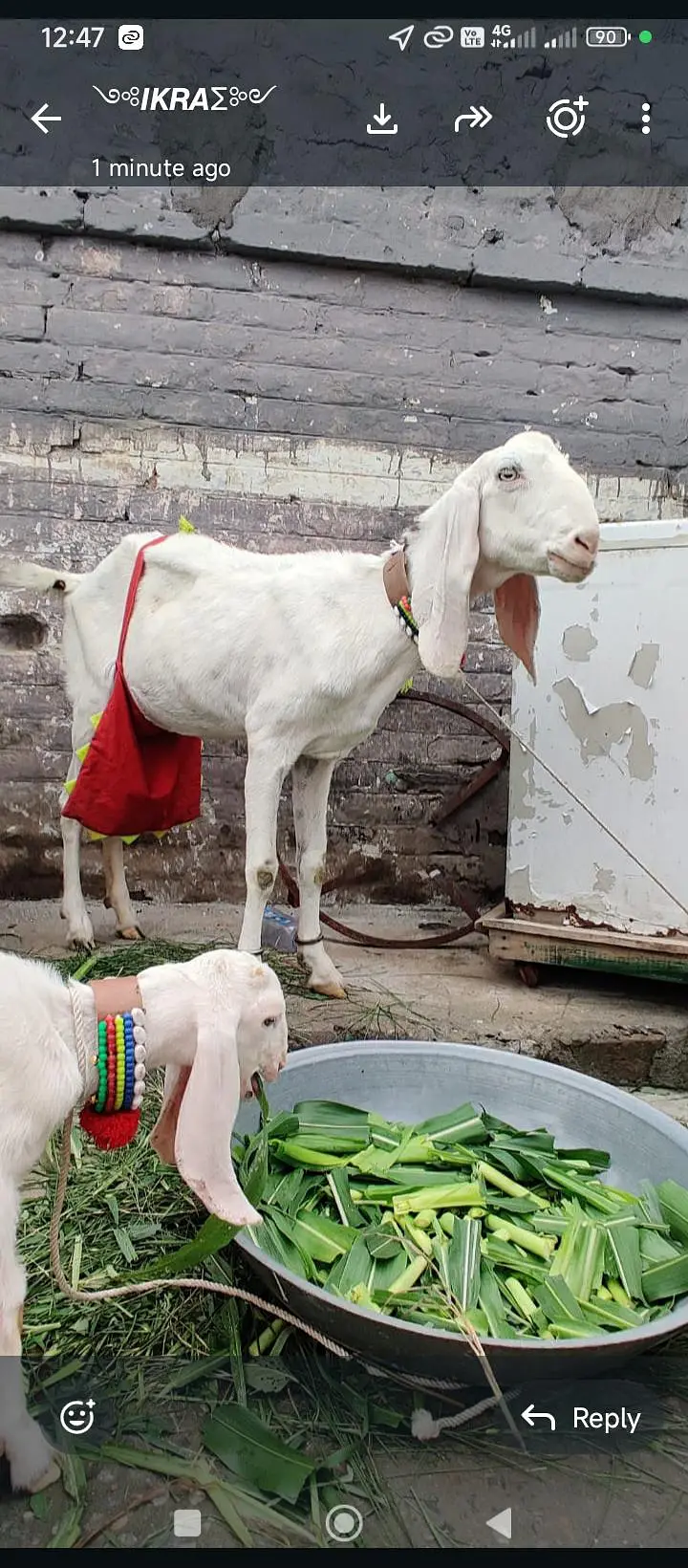 rajanpur bakri sat do mahine ke baccha bhi hai — photo 7