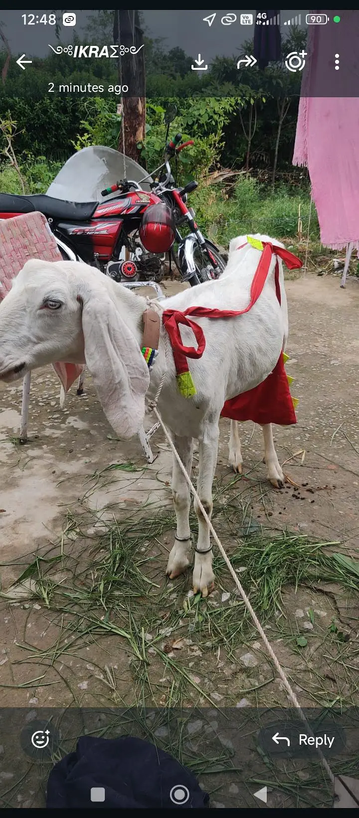 rajanpur bakri sat do mahine ke baccha bhi hai — photo 8